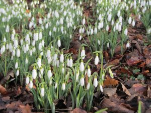 phot of snowdrops