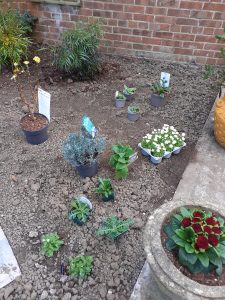 planting in new ground