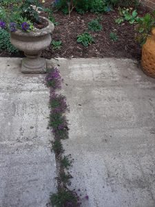 photo of creeping thyme 