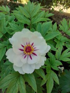 tree peony