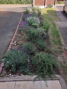 photo of front garden